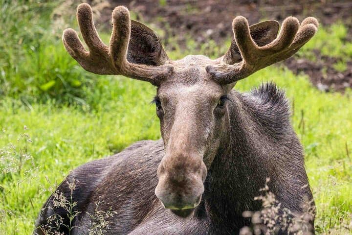 Rovaniemi: Insider Guided Group Tour to Ranua Zoo