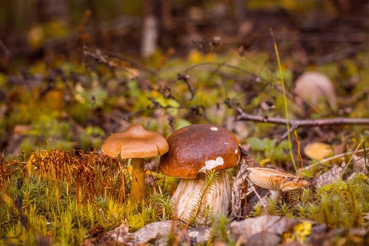 Berries Mushrooms and Soup Shared Experience in Rovaniemi