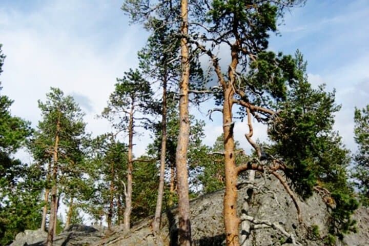 Rovaniemi Devils Churns Sculptures