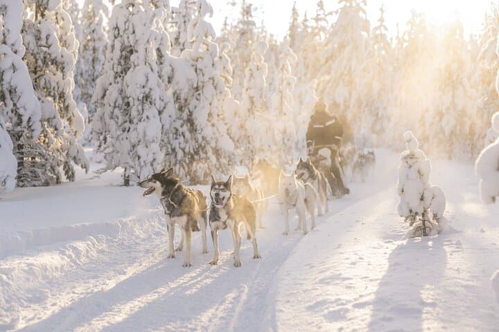 Snowmobiles and Huskies