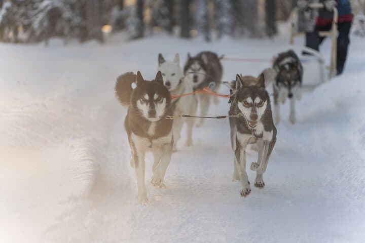 Snowy Trails 10km Husky Safari from Rovaniemi