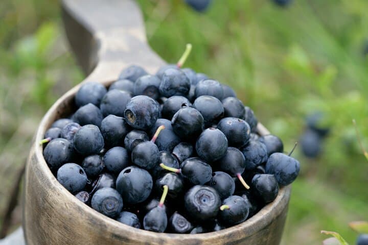 Rovaniemi: Insider Summer Berry and Mushroom picking experience