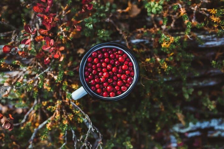 Rovaniemi: Insider Summer Berry and Mushroom picking experience