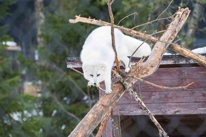Arctic Fox climbing