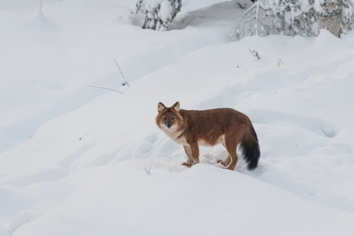 Arctic Wildlife Adventure Ranua Wildlife Park Trip