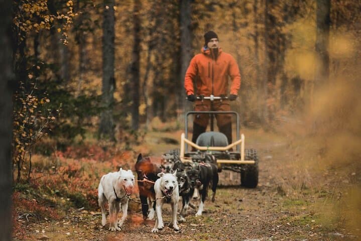 Midnight Sun and Autumn Northern Lights Husky Cart Tour