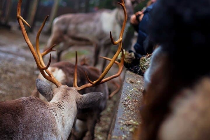 Private Reindeer Feeding & Kota Fire from Helsinki