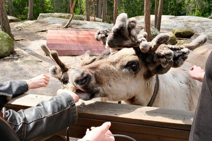 Private Reindeer Feeding & Kota Fire from Helsinki