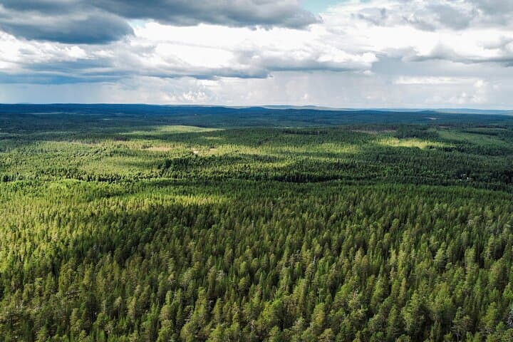 Peaceful Taiga forest in Lapland