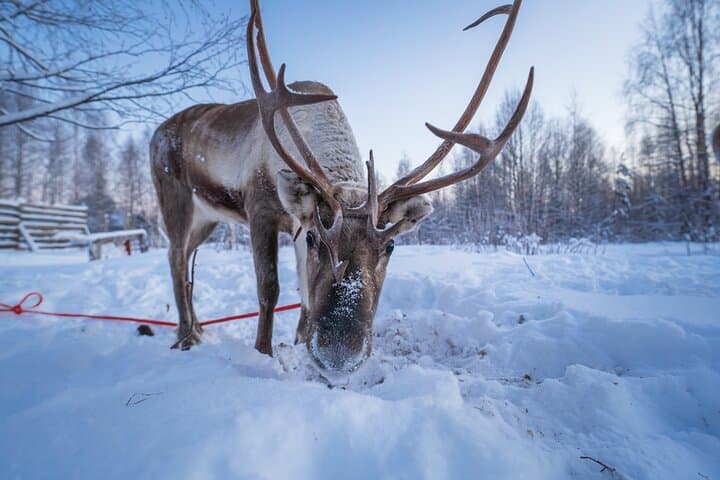 Close-up of a reindeer during StayLapland’s Kuoksa Reindeer Adventure long sleigh ride in Rovaniemi.