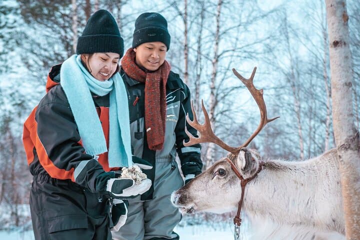 Guests interacting with reindeer during StayLapland's Kuoksa Reindeer Adventure in Rovaniemi.