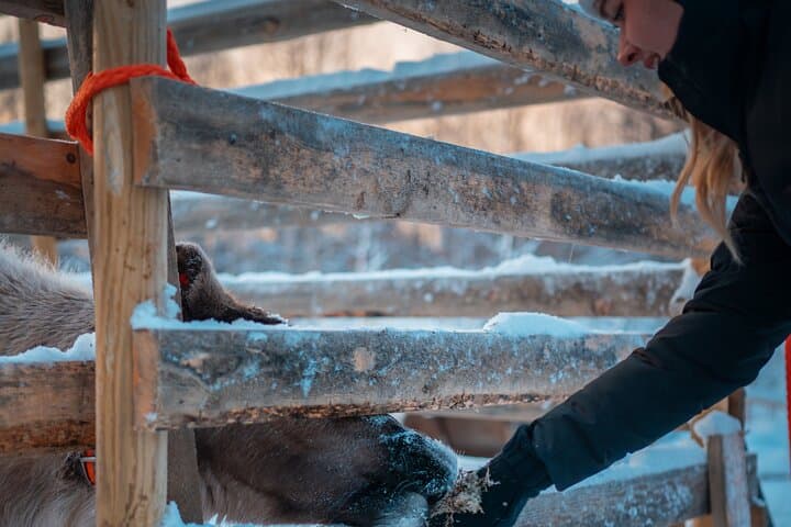 Reindeer being fed at StayLapland’s Kuoksa Reindeer Adventure in Rovaniemi.