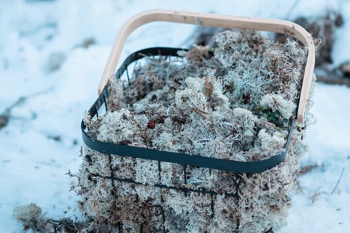 Reindeer food at StayLapland’s Kuoksa Reindeer Adventure in Rovaniemi.