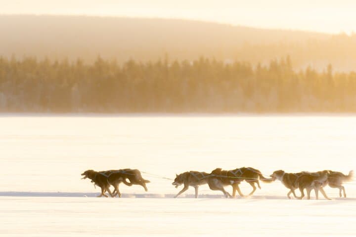 Rovaniemi Insider: 5 km Husky Self Drive Adventure