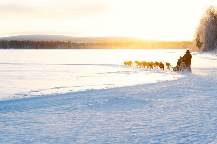 Rovaniemi Insider: 5 km Husky Self Drive Adventure