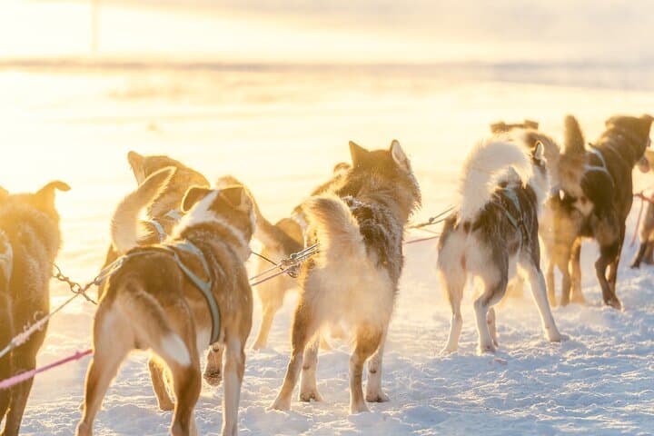 Rovaniemi Insider: 5 km Husky Self Drive Adventure