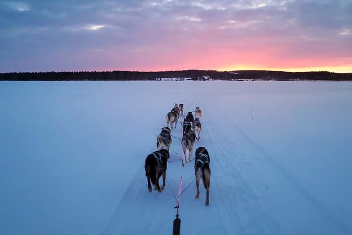 Rovaniemi Insider: 5 km Husky Self Drive Adventure