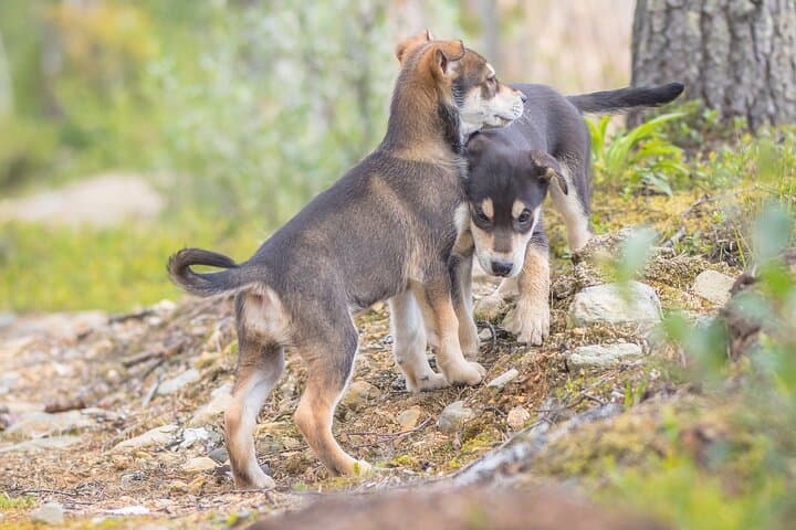 Husky puppies