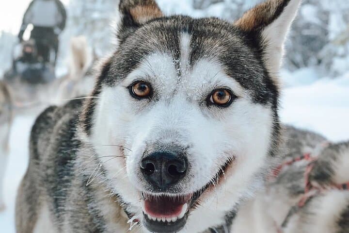Rovaniemi Husky Safari Guided Sled Ride in Lapland