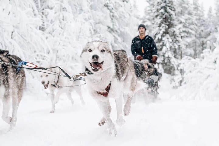 Rovaniemi Husky Safari Guided Sled Ride in Lapland