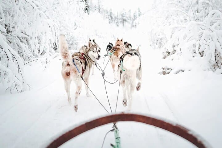 Rovaniemi Husky Safari Guided Sled Ride in Lapland