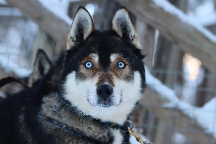 Rovaniemi Husky Safari Guided Sled Ride in Lapland