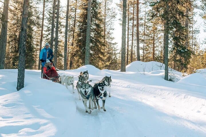 Rovaniemi Husky Safari Guided Sled Ride in Lapland
