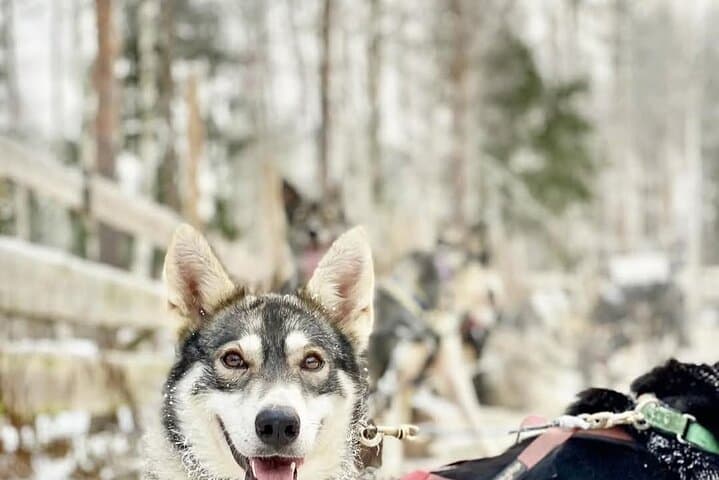 Great Huskies!