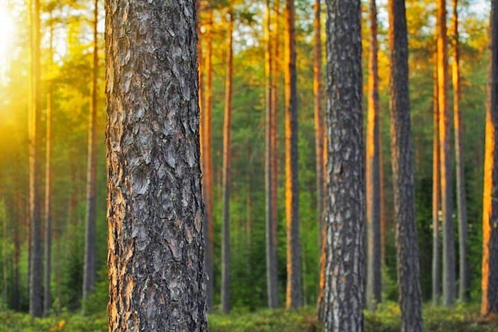 Ultimate Helsinki and Porvoo Tour Private Car and Local Stories
