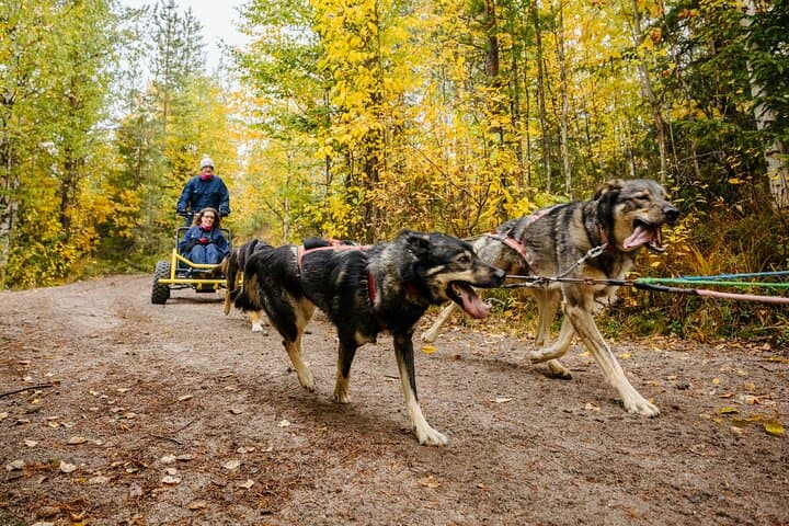 Rovaniemi: Born to Run 4km Self driven Husky Cart tour in Autumn