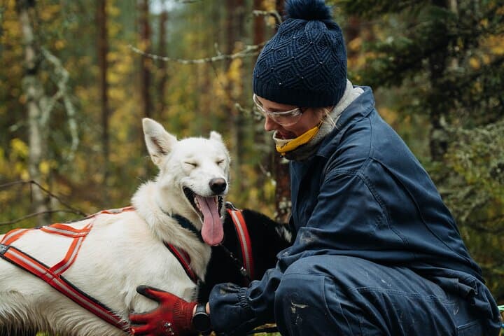 3Km Husky Tour & Kennel Visit: Running with the Pack in Autumn