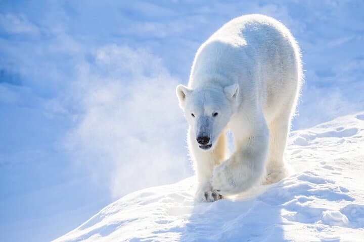 Rovaniemi to Ranua Zoo