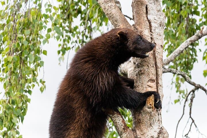 Rovaniemi to Ranua Zoo