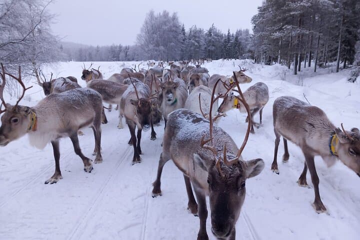 ROVANIEMI: Reindeer Farm Visit and Walking