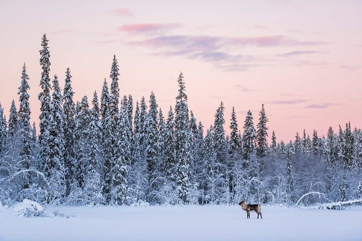 ROVANIEMI: Reindeer Farm Visit and Walking