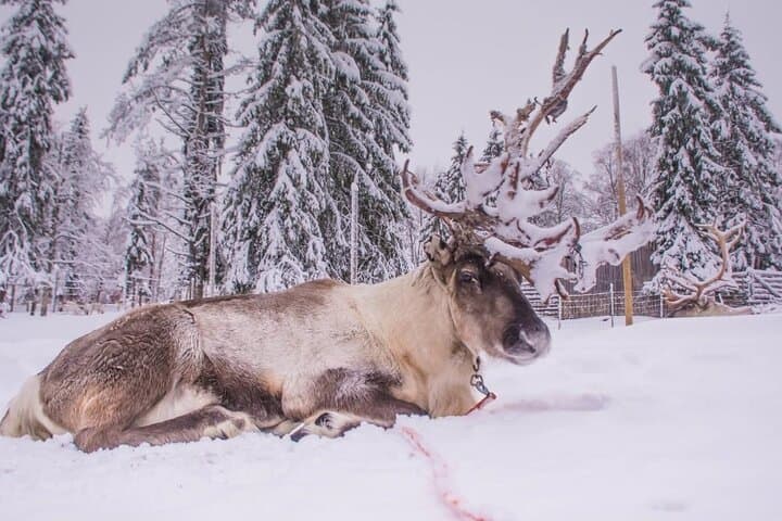 Ranua Arctic Zoo Transfer in Lapland