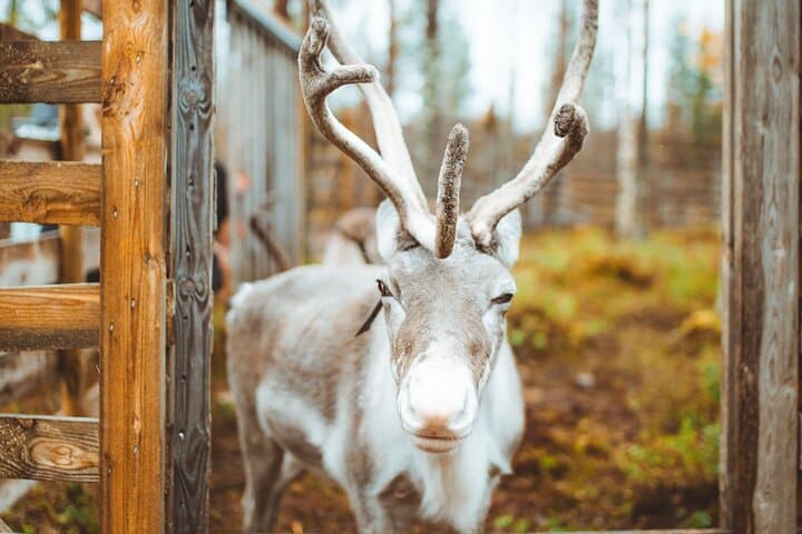 Meet Santa Claus and His Friends in Rovaniemi