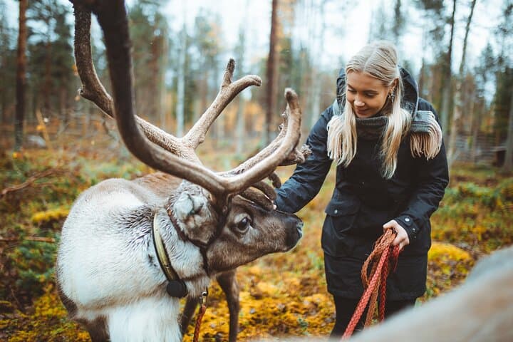 Walk with Reindeer in Rovaniemi