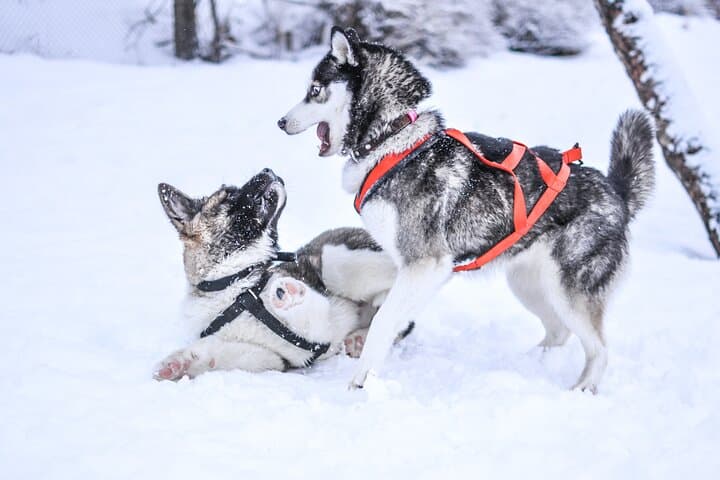 Huskies 5km Self Driven Sled Ride
