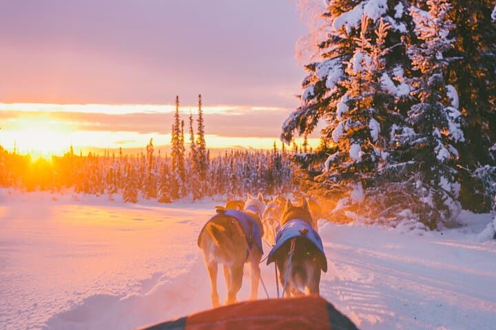 Huskies 5km Self Driven Sled Ride