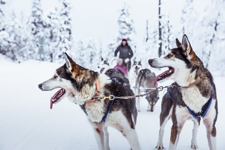 Huskies 5km Self Driven Sled Ride