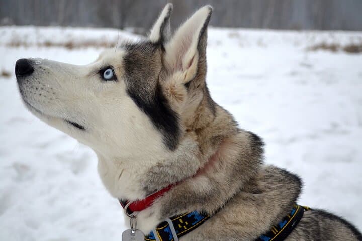 Huskies 5km Self Driven Sled Ride