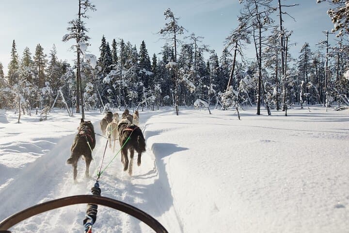Huskies 5km Self Driven Sled Ride