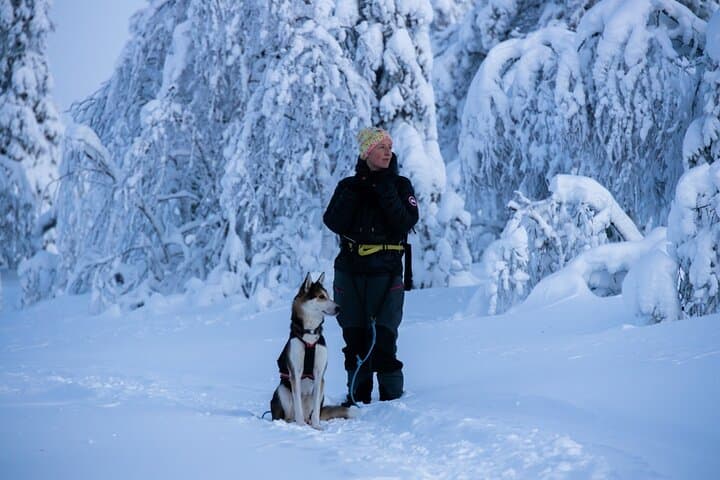 Explore Arctic Trails of Lapland, 1:1 with Your Own Alaskan Husky