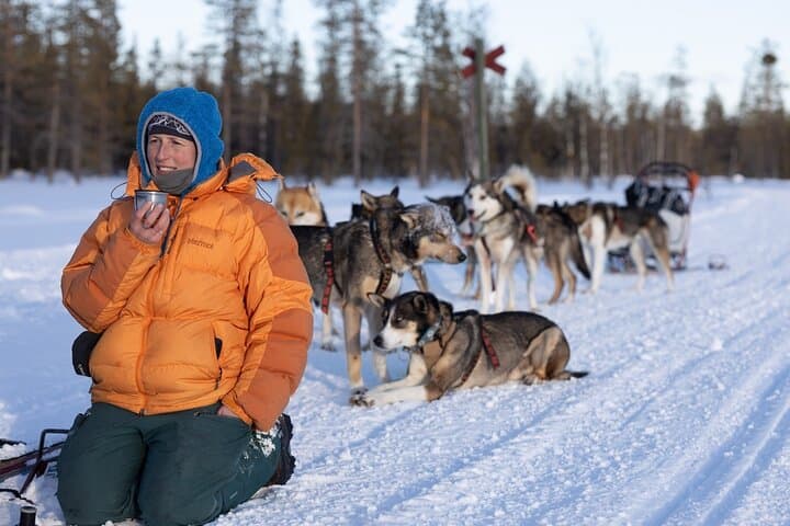Explore Arctic Trails of Lapland, 1:1 with Your Own Alaskan Husky