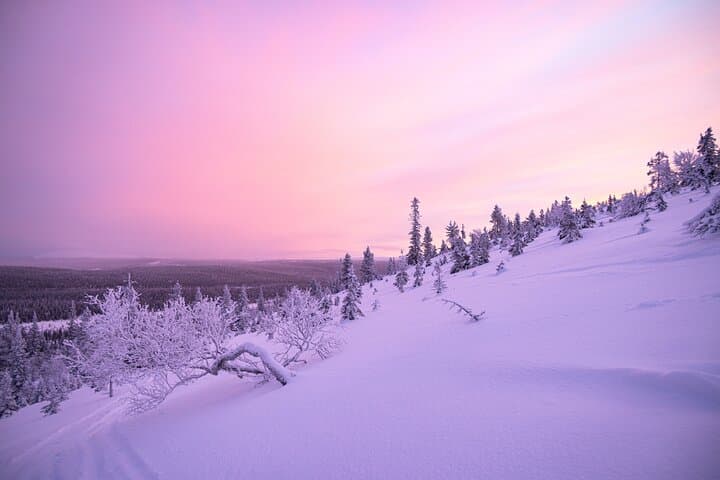 Explore Arctic Trails of Lapland, 1:1 with Your Own Alaskan Husky