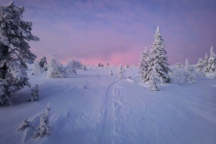 Explore Arctic Trails of Lapland, 1:1 with Your Own Alaskan Husky