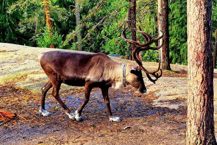Nuuksio National Park Private Tour with pickup from Helsinki