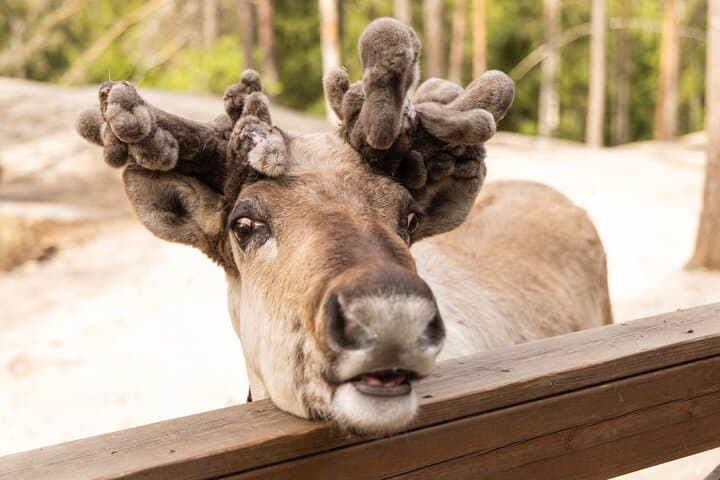 Nuuksio National Park Private Tour with pickup from Helsinki