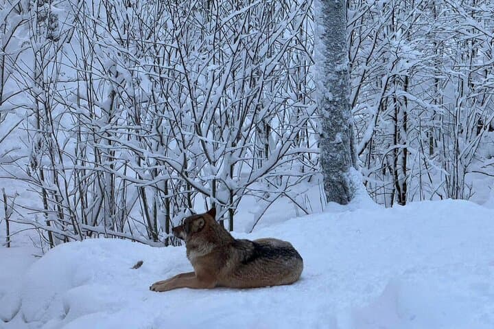 Rovaniemi: Ranua Zoo and Fazer Candy Shop